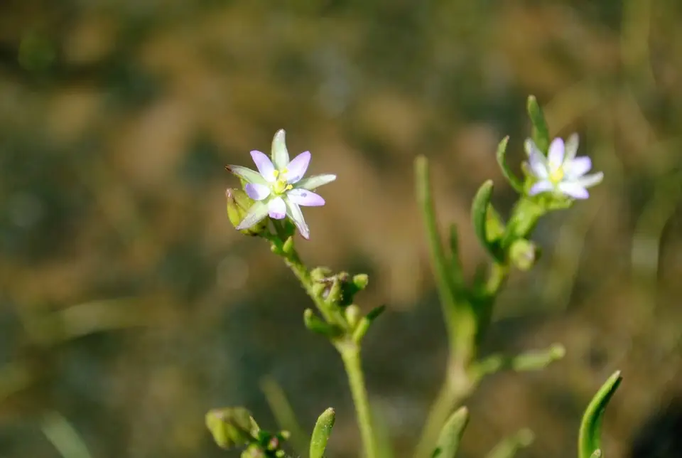 Saltmarsh Sand Spurry (Spergularia marina)