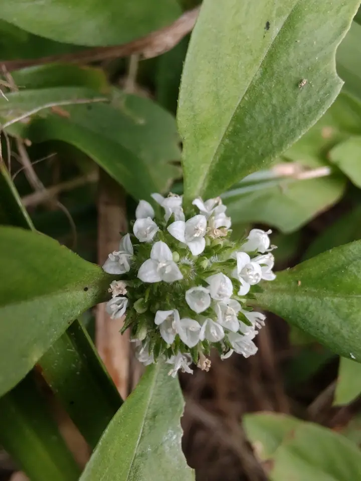 Spermacoce dasycephala (Spermacoce dasycephala)