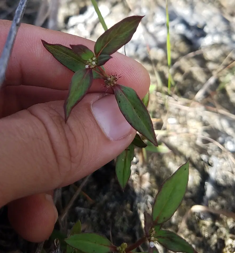 Spermacoce keyensis (Spermacoce keyensis)