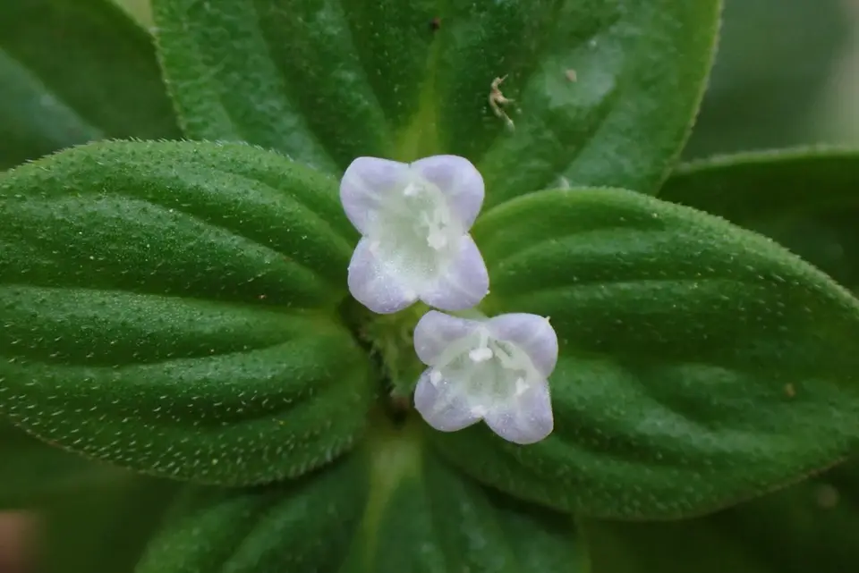 Oval-Leaf False-Buttonweed (Spermacoce latifolia)