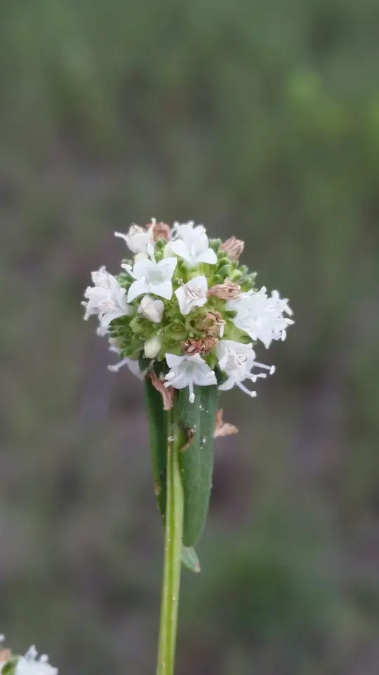 Everglades Key False Buttonweed (Spermacoce neoterminalis)