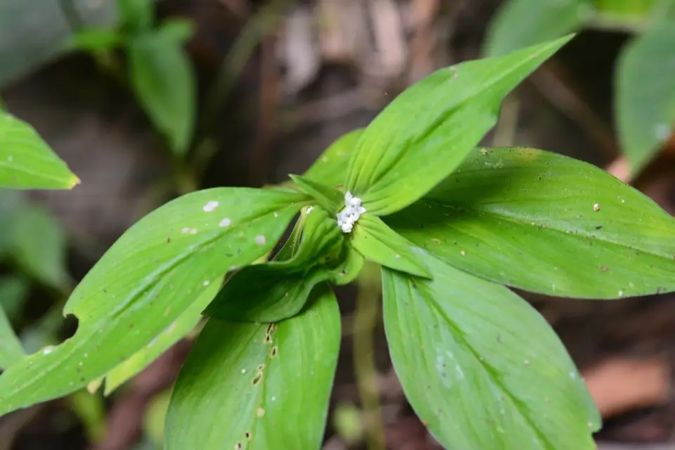Basil-Like Button Weed (Spermacoce ocymoides)