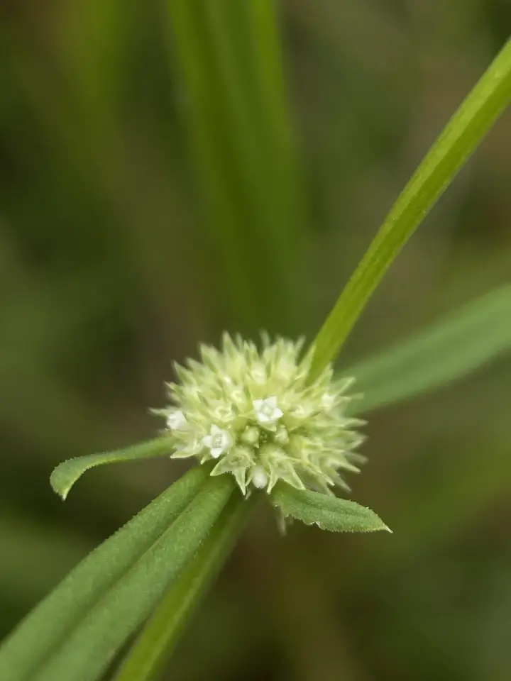 Prostrate False Buttonweed (Spermacoce prostrata)