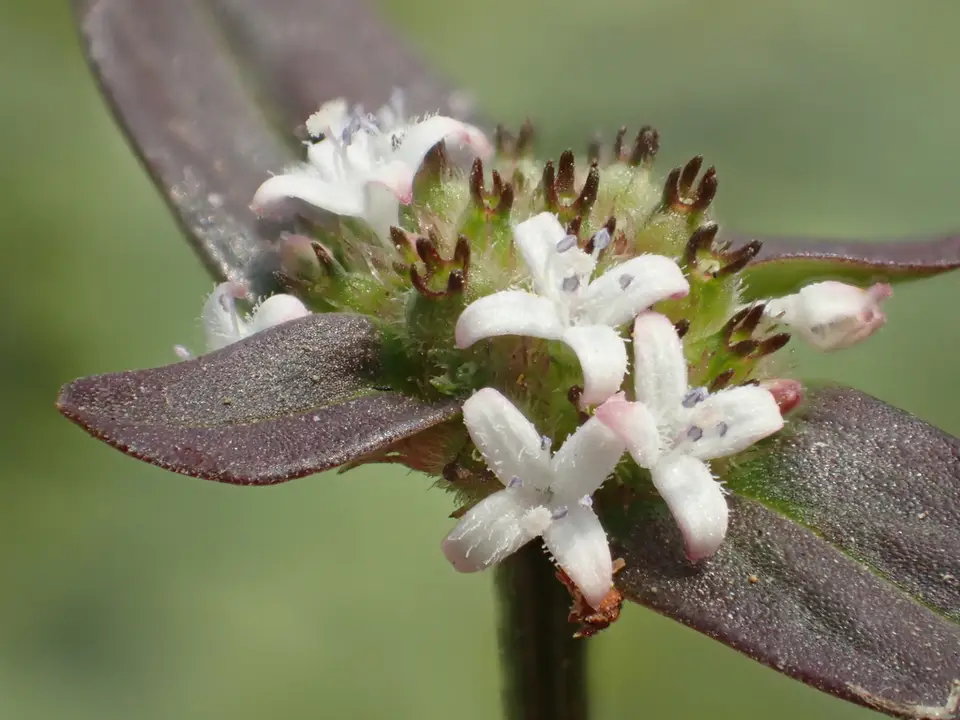 Woodland False Buttonweed (Spermacoce remota)