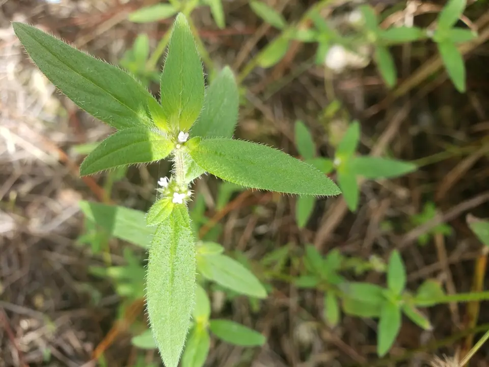 Spermacoce tetraquetra (Spermacoce tetraquetra)