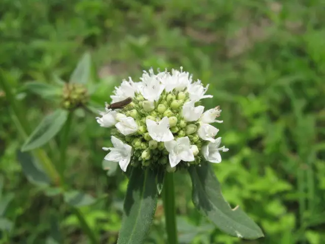 Shrubby False Buttonweed (Spermacoce verticillata)