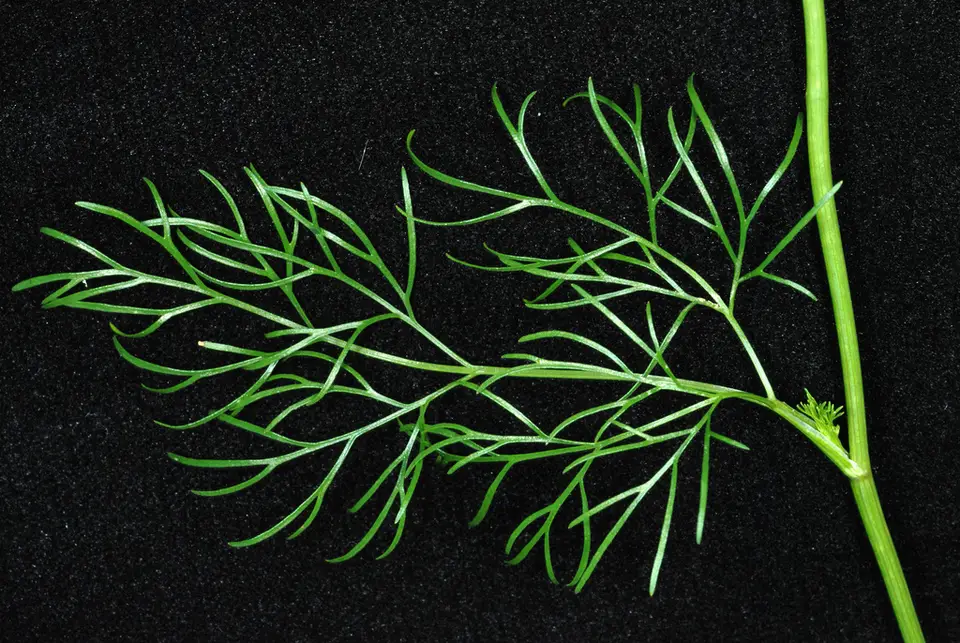 Rough-Fruit Scaleseed (Spermolepis divaricata)