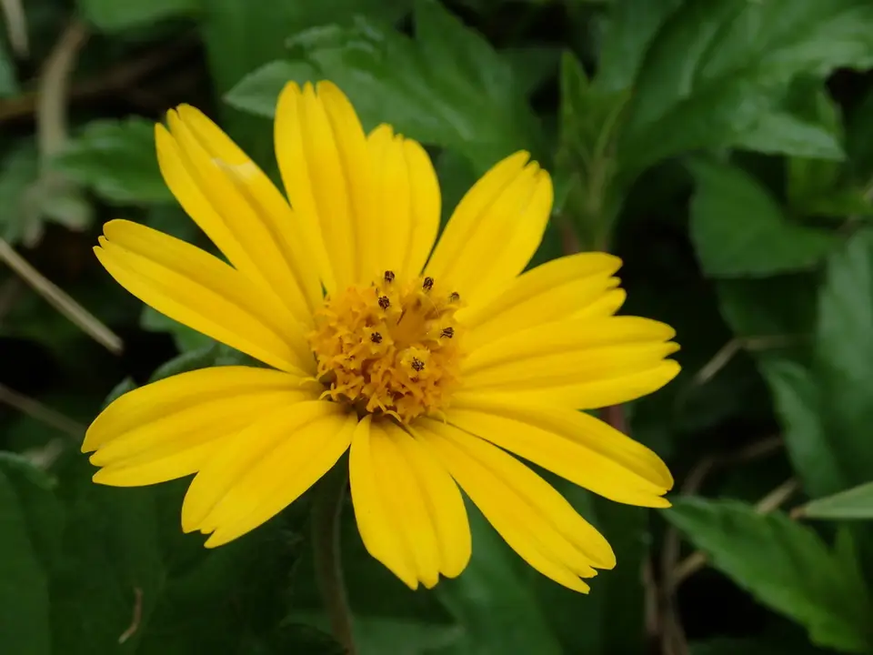 Trailing Daisy (Sphagneticola trilobata)