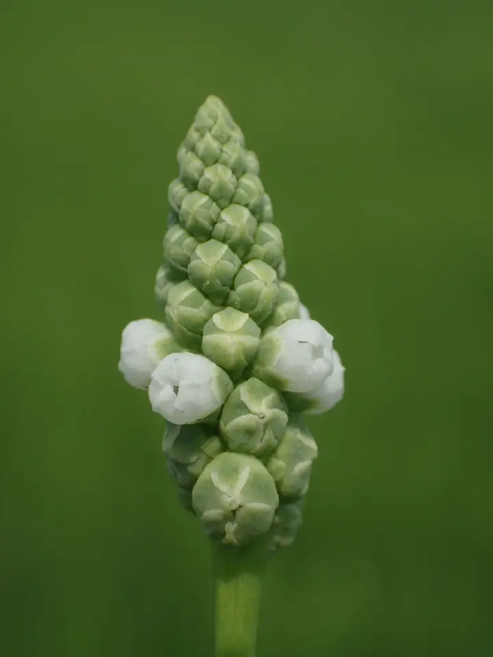 Chickenspike (Sphenoclea zeylanica)