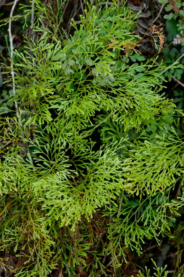 Clubbed Creepingfern (Sphenomeris clavata)
