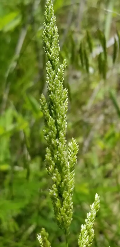 Prairie Wedge Grass (Sphenopholis obtusata)
