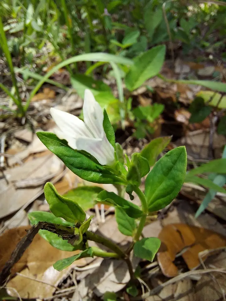Florida Pinkroot (Spigelia loganioides)