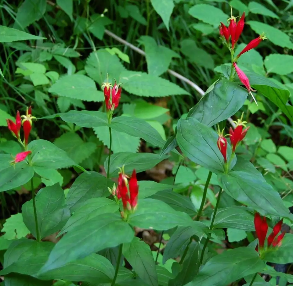 Woodland Pinkroot (Spigelia marilandica)
