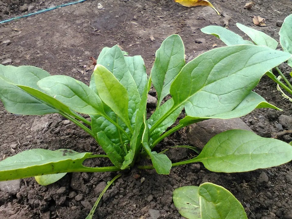 Spinach (Spinacia oleracea)