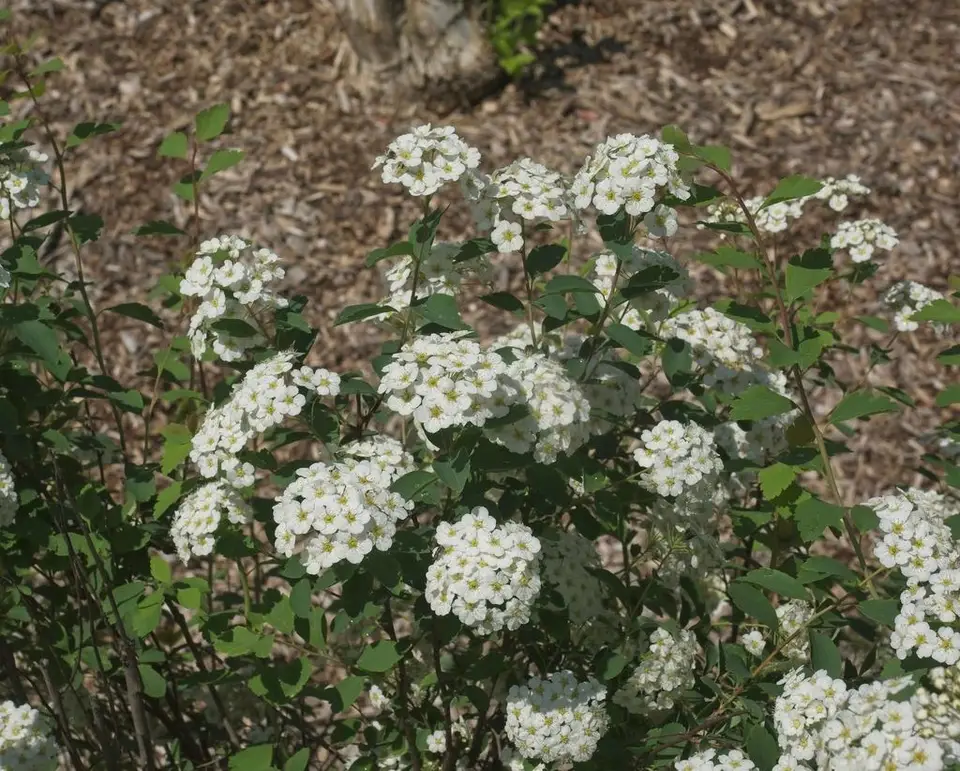 Reeve's Spirea (Spiraea cantoniensis)