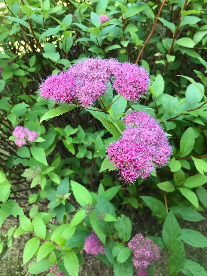 Japanese Spirea (Spiraea japonica)