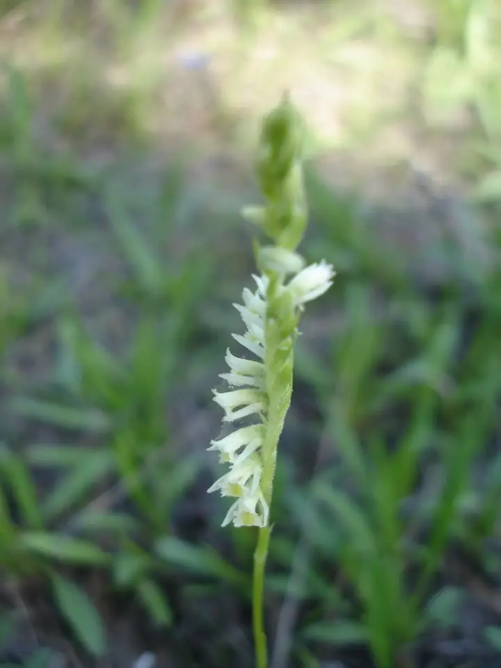 Short-Lipped Ladies' Tresses (Spiranthes brevilabris)