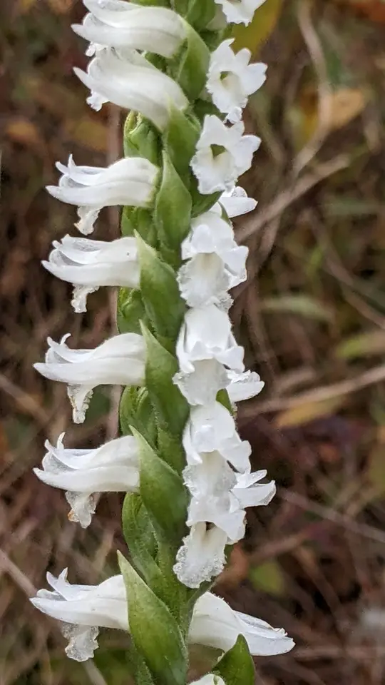 Nodding Ladies' Tresses (Spiranthes cernua)