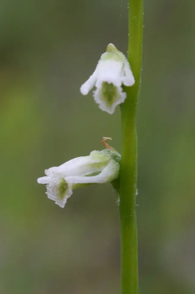 Eaton's Lady's Tresses (Spiranthes eatonii)
