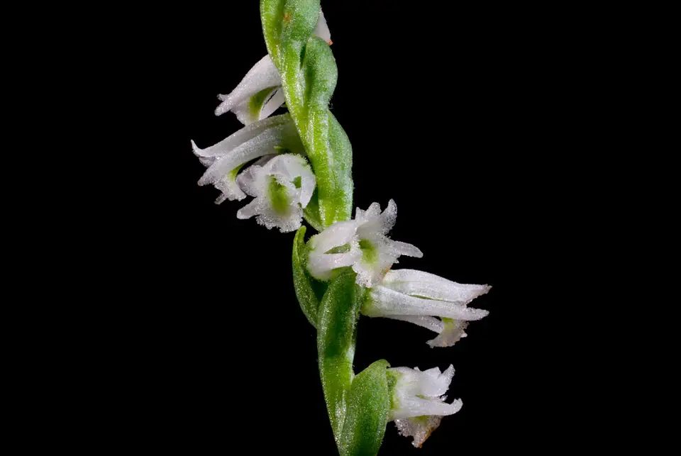 Slender Ladies' Tresses (Spiranthes lacera)
