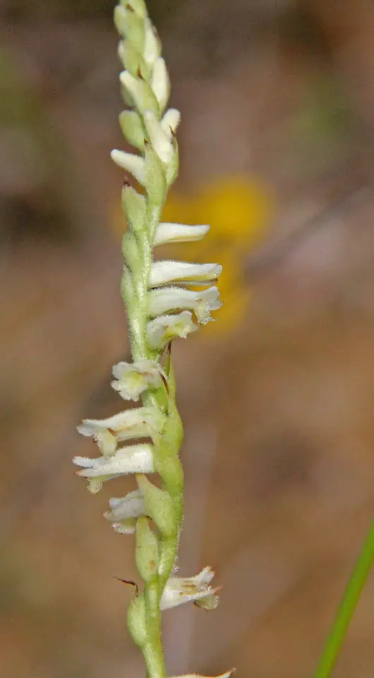 Lace-Lipped Ladies' Tresses (Spiranthes laciniata)