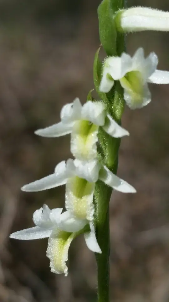Giantspiral Ladies' Tresses (Spiranthes longilabris)