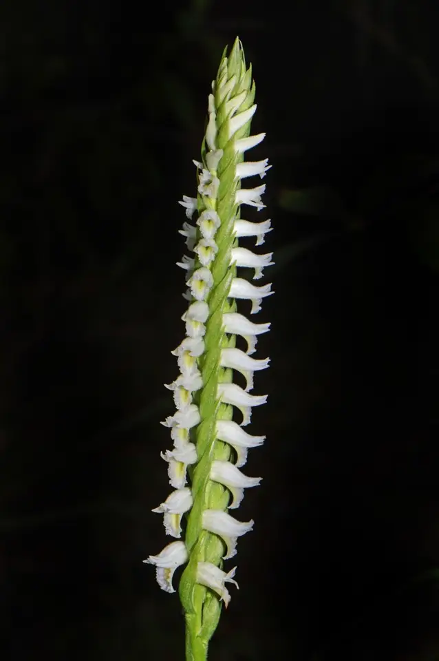 Marsh Ladies' Tresses (Spiranthes odorata)