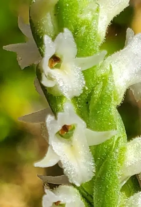 Oval Ladies' Tresses (Spiranthes ovalis)