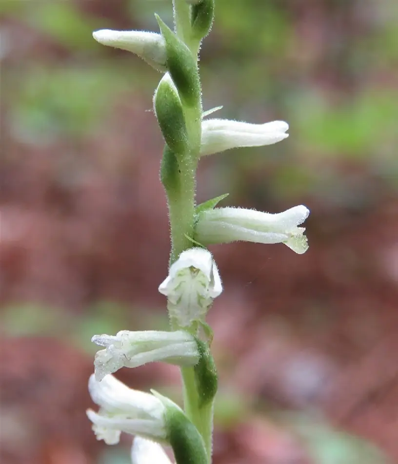 Grass-Leaved Ladies' Tresses (Spiranthes praecox)