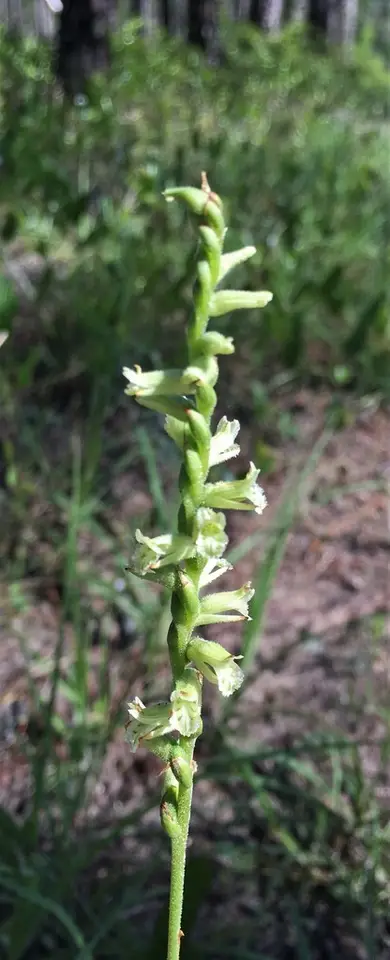 Woodland Ladies'-Tresses (Spiranthes sylvatica)