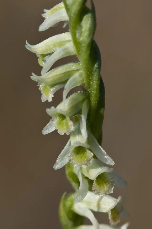 Southern Ladies' Tresses (Spiranthes torta)