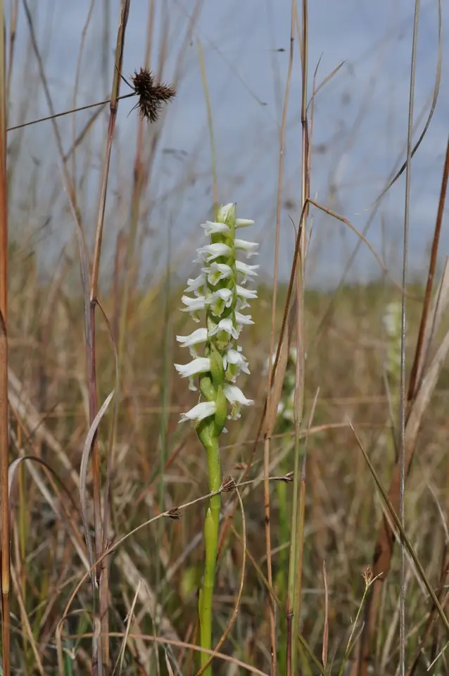 Panther Ladies' Tresses (Spiranthes triloba)