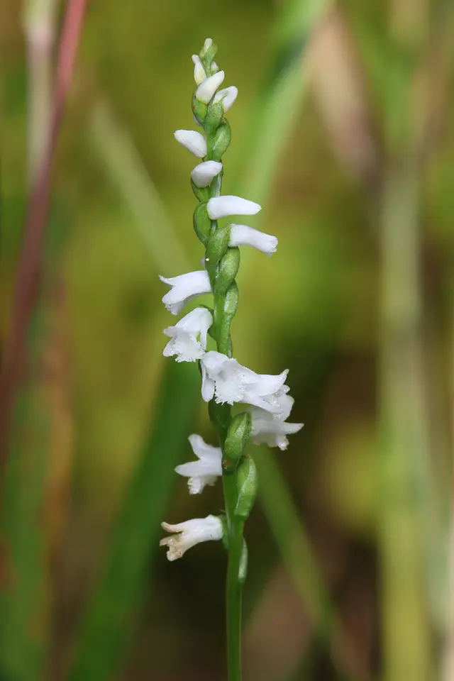 Little Ladies' Tresses (Spiranthes tuberosa)