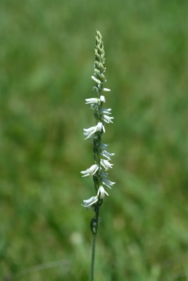 Spring Ladies' Tresses (Spiranthes vernalis)