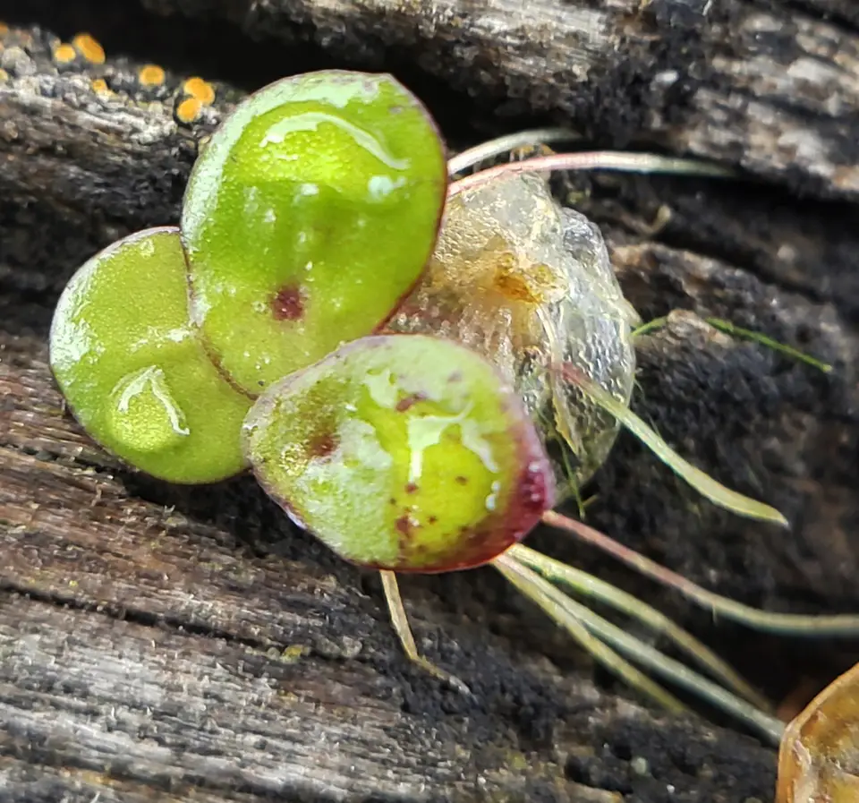 Greater Duckweed (Spirodela polyrhiza)