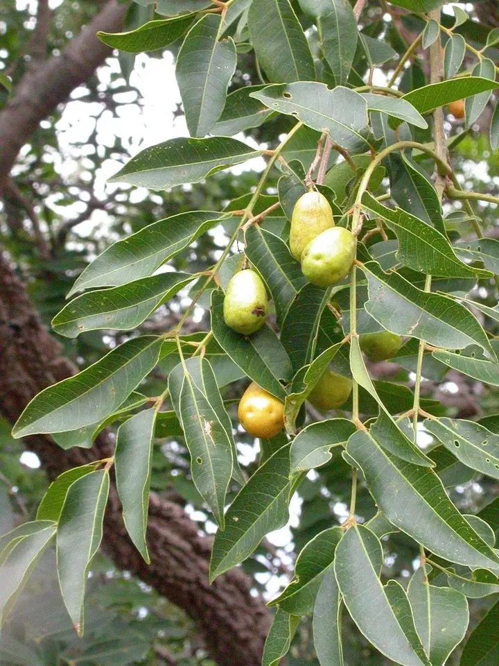 Yellow Mombin (Spondias mombin)
