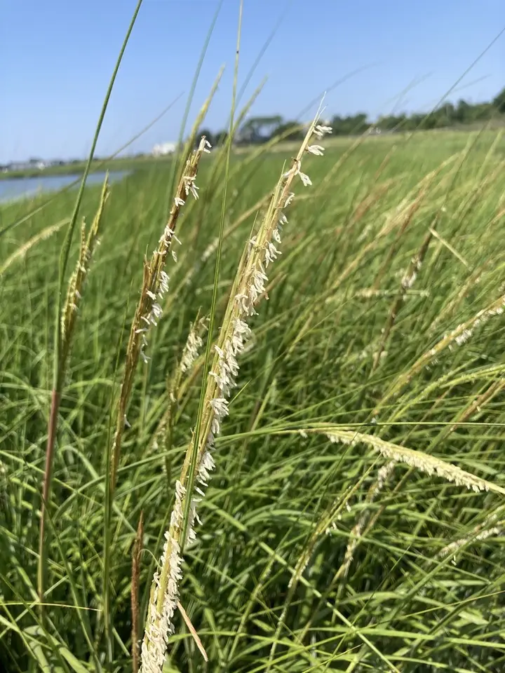 Saltmarsh Cordgrass (Sporobolus alterniflorus)
