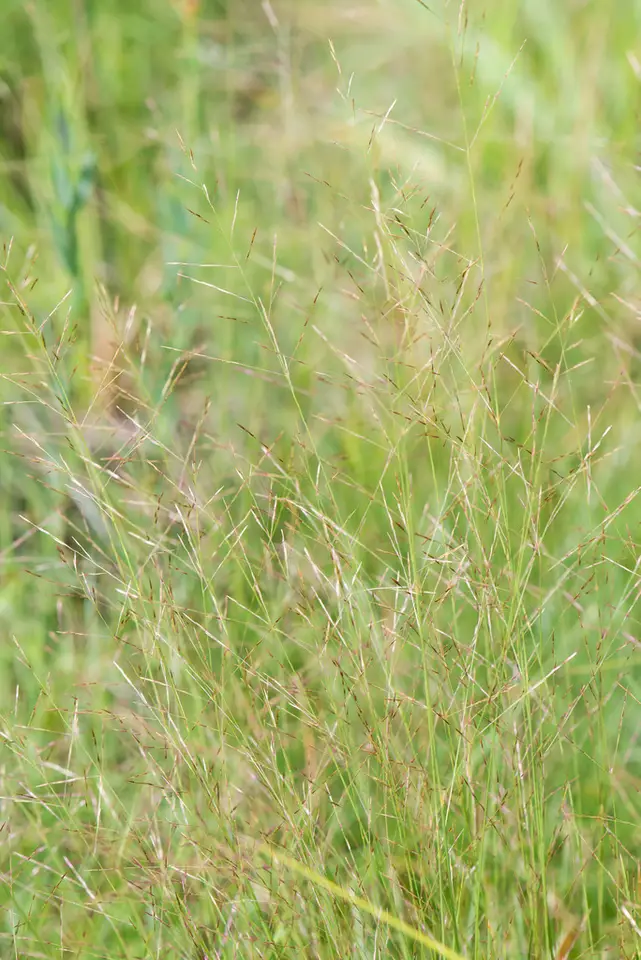 Curtiss's Dropseed (Sporobolus curtissii)