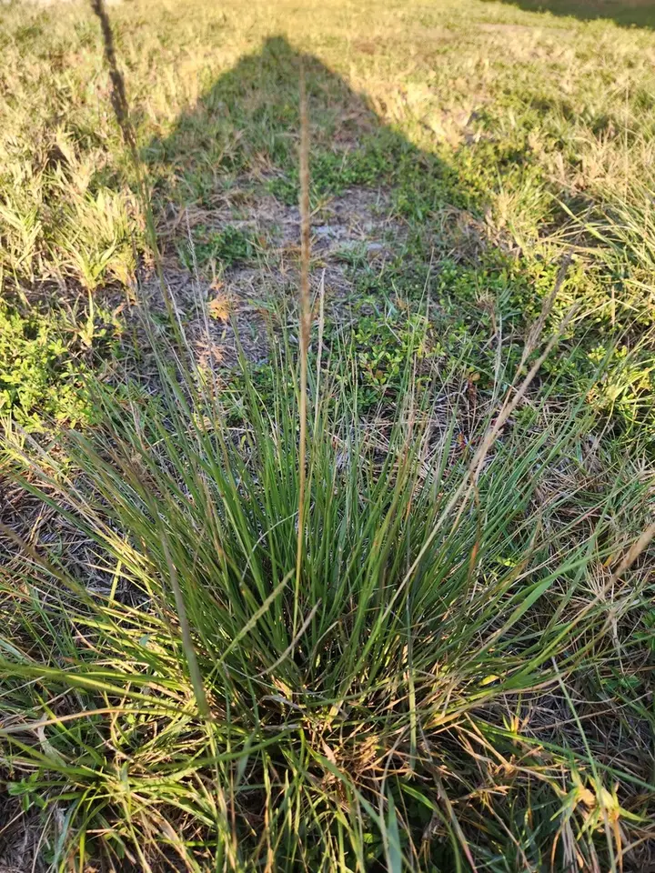 Coral Dropseed (Sporobolus domingensis)