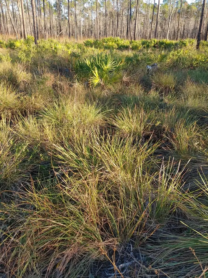 Florida Dropseed (Sporobolus floridanus)