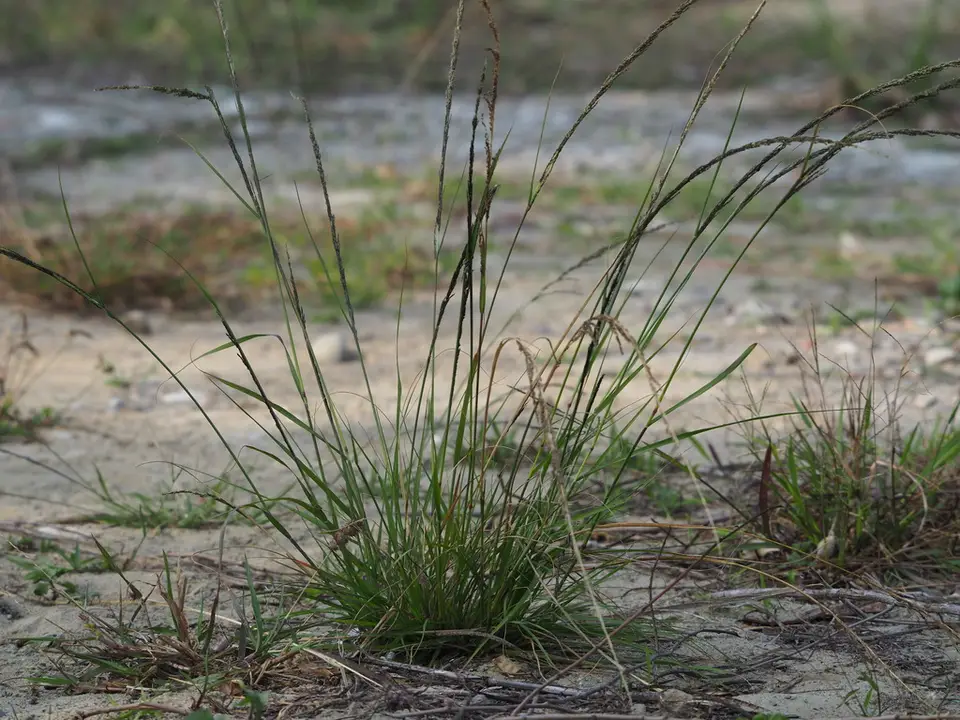 Smut Grass (Sporobolus indicus)