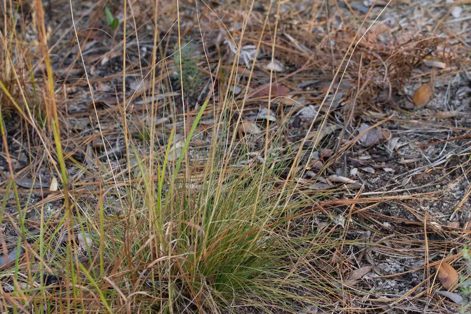 Pineywoods Dropseed (Sporobolus junceus)