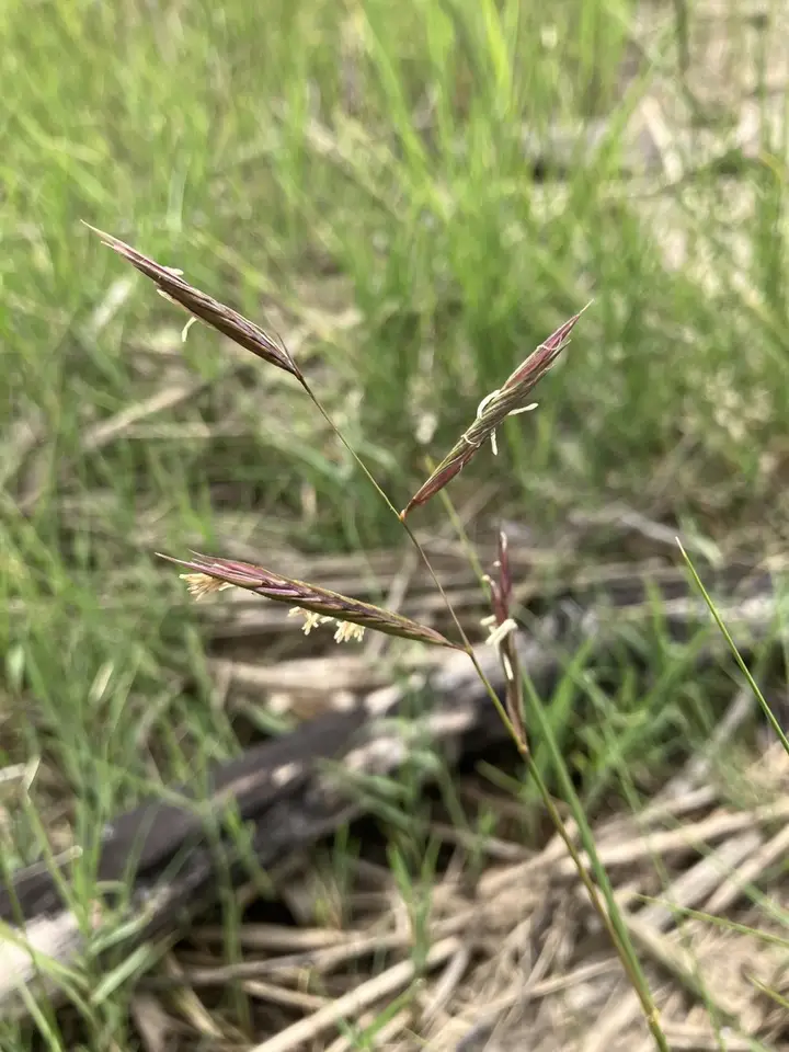 Marsh Hay Cordgrass (Sporobolus pumilus)