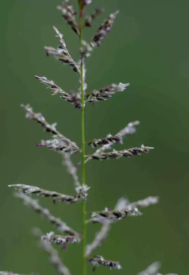 Giant Ratstail Grass (Sporobolus pyramidalis)