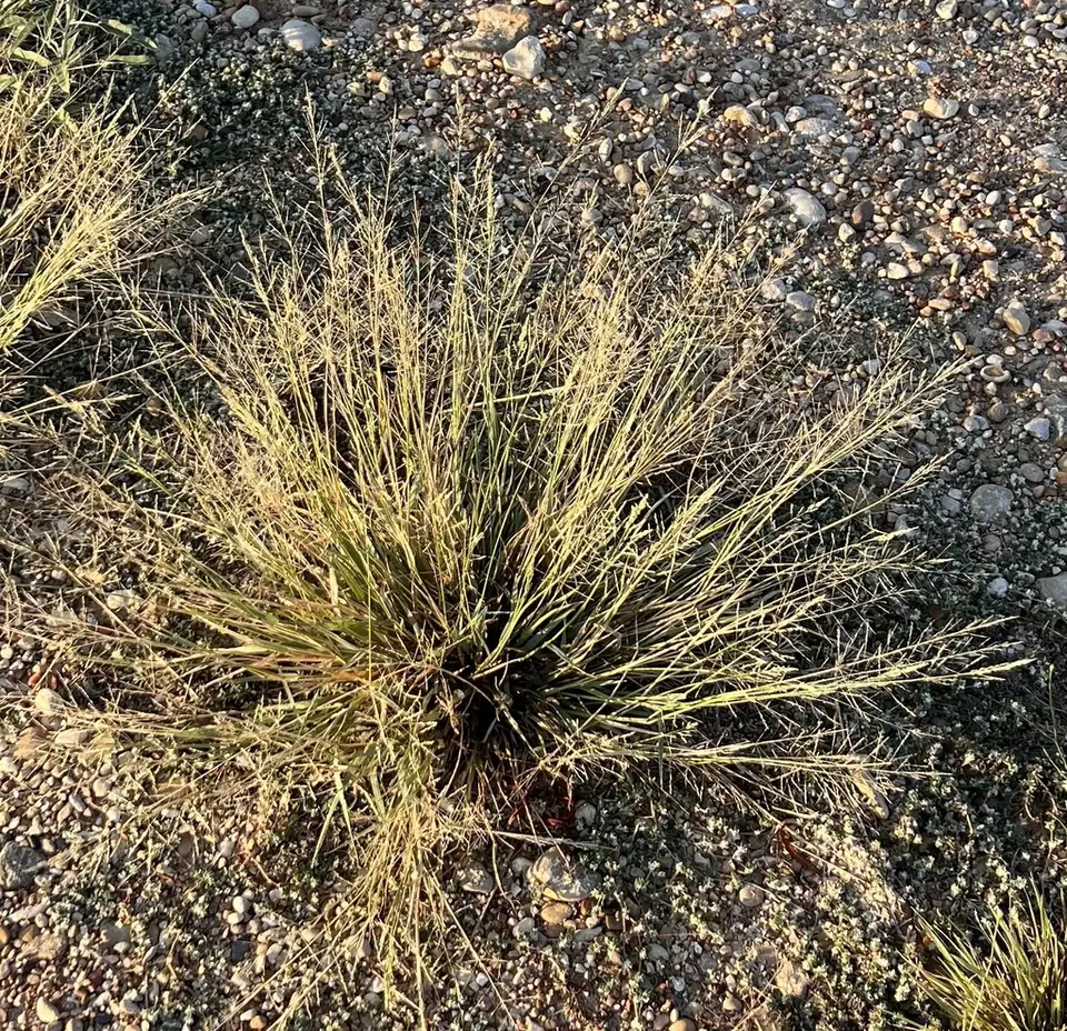Whorled Dropseed (Sporobolus pyramidatus)