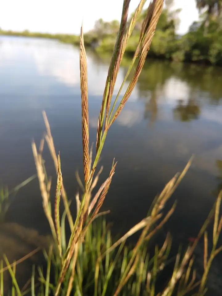 Gulf Cordgrass (Sporobolus spartinae)