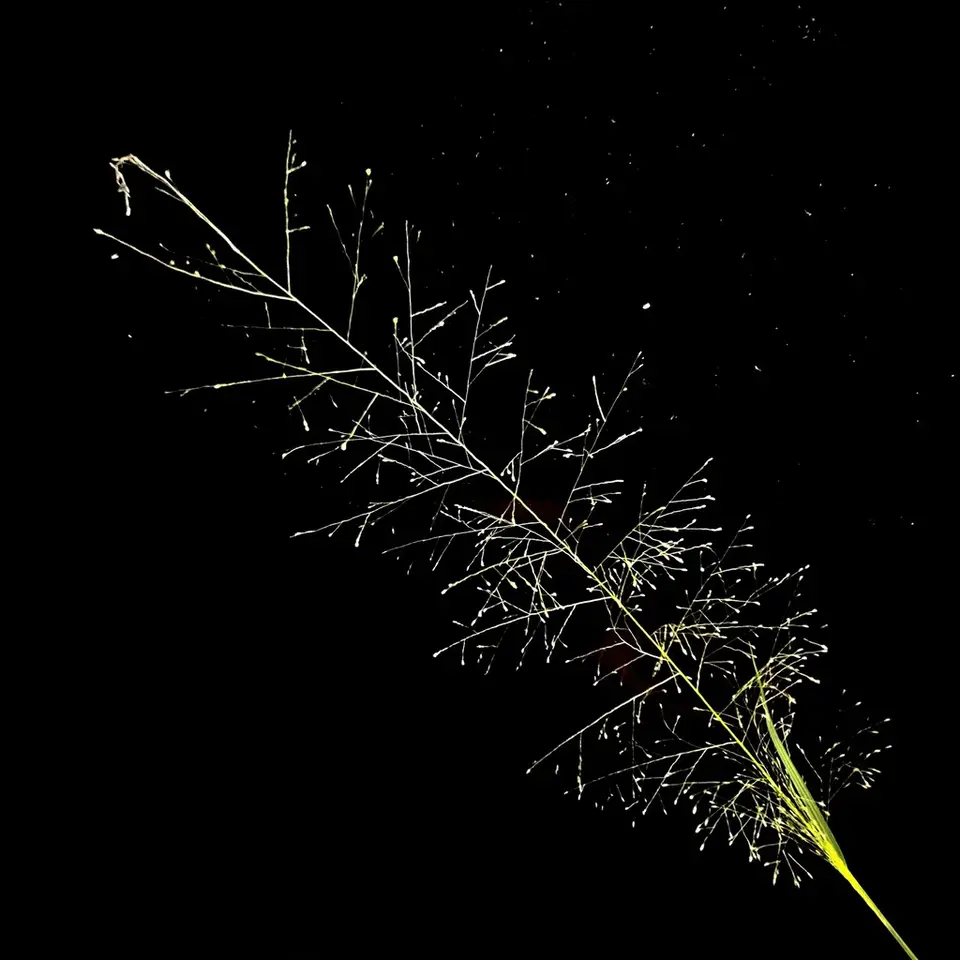 Tropical Dropseed (Sporobolus tenuissimus)