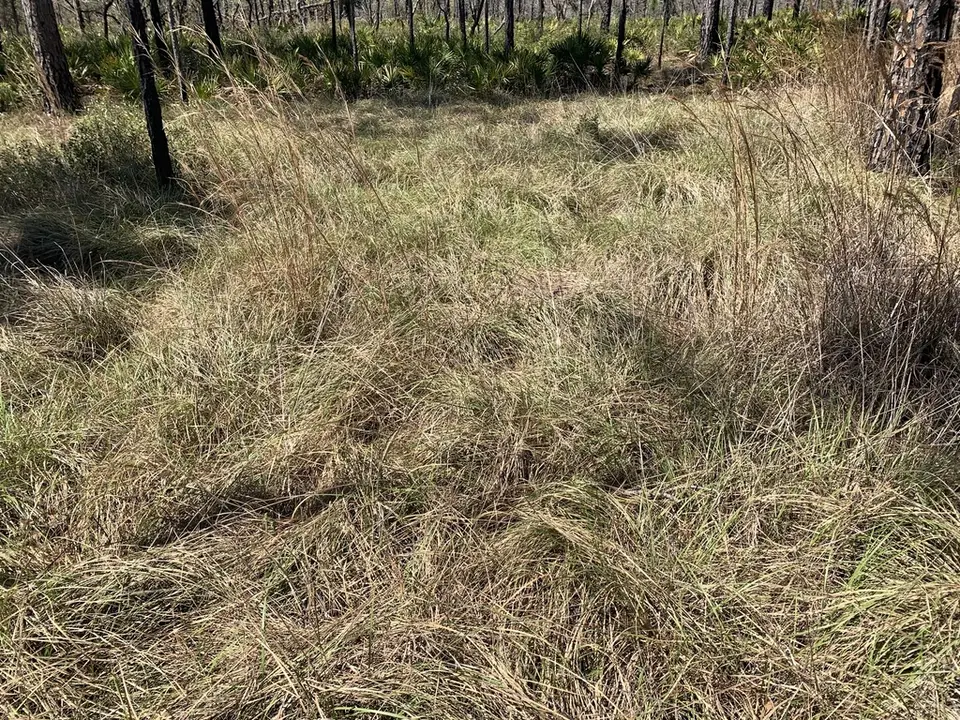 Florida Sandreed (Sporobolus vaseyi)