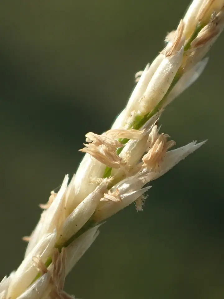Seashore Dropseed (Sporobolus virginicus)