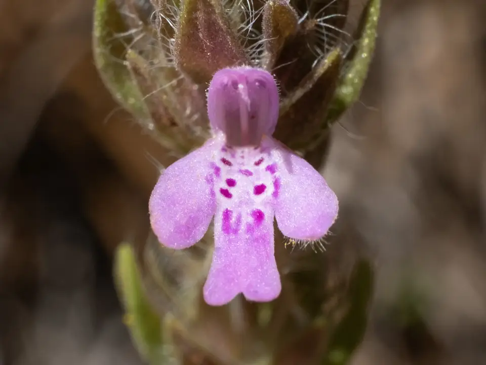 Mock Pennyroyal (Stachydeoma graveolens)
